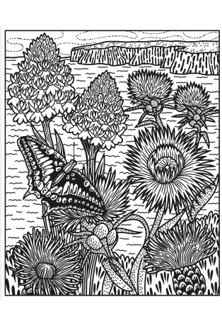 Les fleurs sauvages