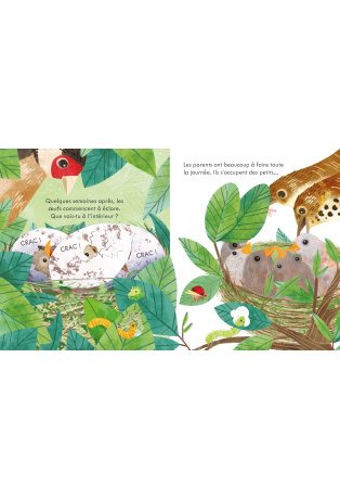 Les nids des oiseaux