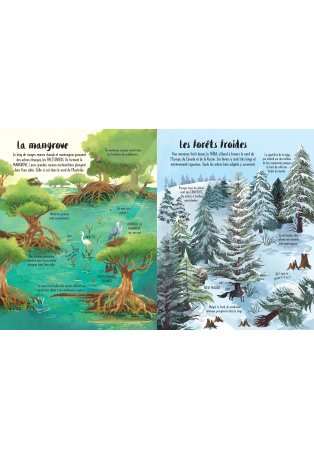 Découvrons ensemble les arbres