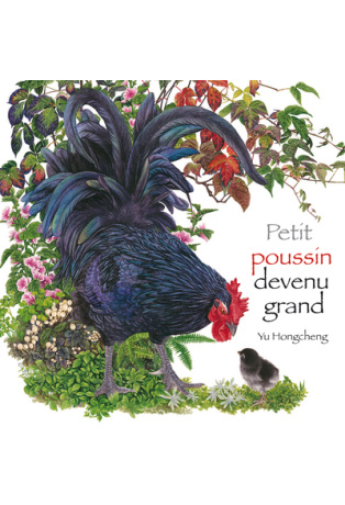 Petit poussin devenu grand