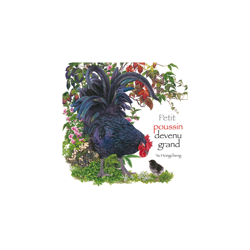 Petit poussin devenu grand