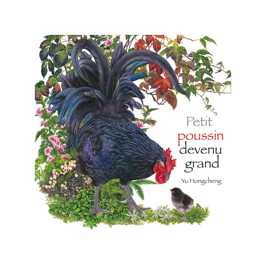Petit poussin devenu grand
