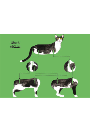 Chats - Avec 1 livre et 8 modèles