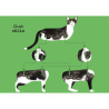 Chats - Avec 1 livre et 8 modèles