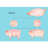 Construis en 3D - Les animaux de la ferme