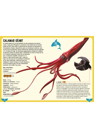 Guide des requins et baleines et autres géants de la mer