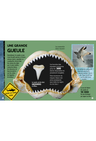 Construis en 3D un requin géant
