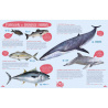 Poissons du monde et autres animaux marins