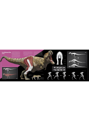 T-rex, le roi des dinosaures