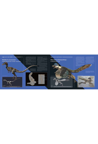 Petits dinosaures carnivores
