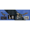 Petits dinosaures carnivores