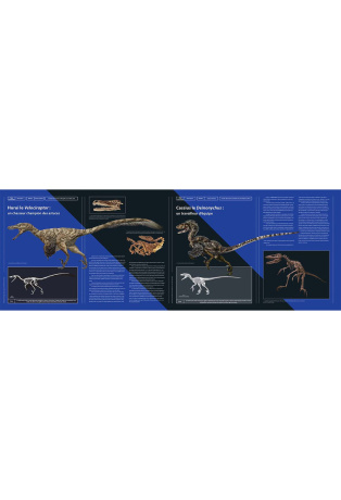 Petits dinosaures carnivores