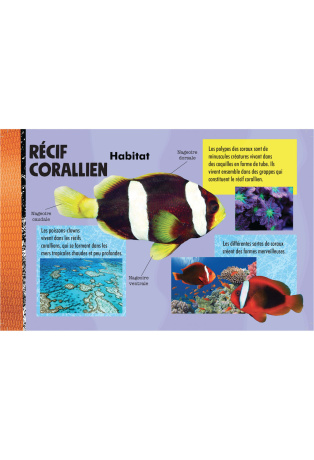 Construit en 3D ton poisson-clown géant - Avec 1 livre