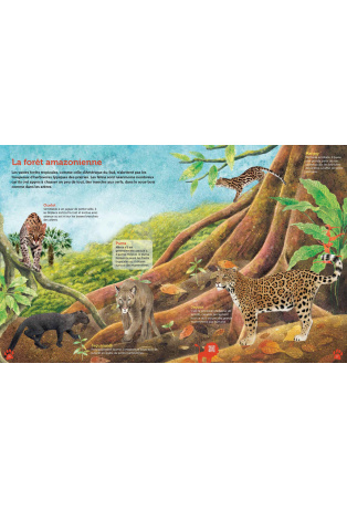 Guide des félins du monde