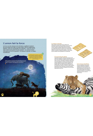 Guide des félins du monde