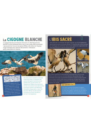 100 espèces d'oiseaux à découvrir