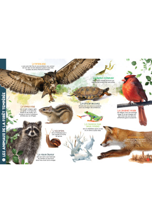 Mon livre géant des animaux