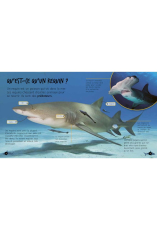 De l'oeuf au requin