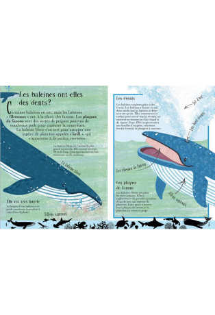 Les baleines, les requins et autres animaux marins