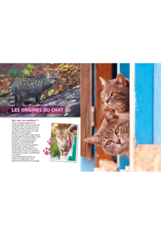 Le chat