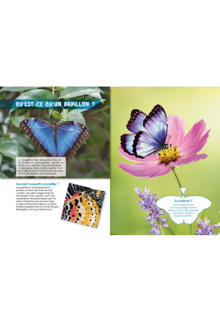 Les papillons